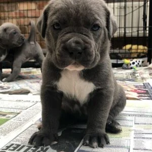 mastiff cane corso mix