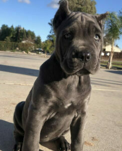 how much does a cane corso puppy cost