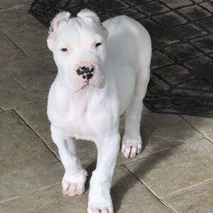 cane corso white puppy