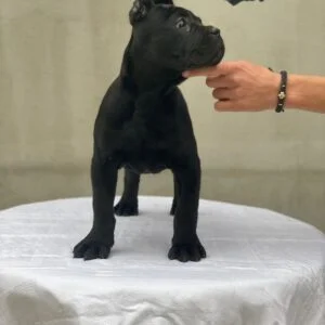 cane corso dogs for sale