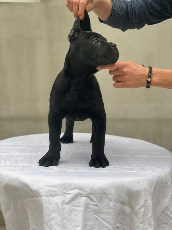 cane corso dogs for sale
