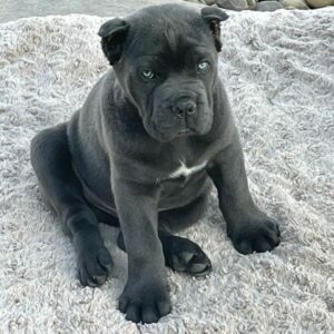 king cane corso dogs for sale