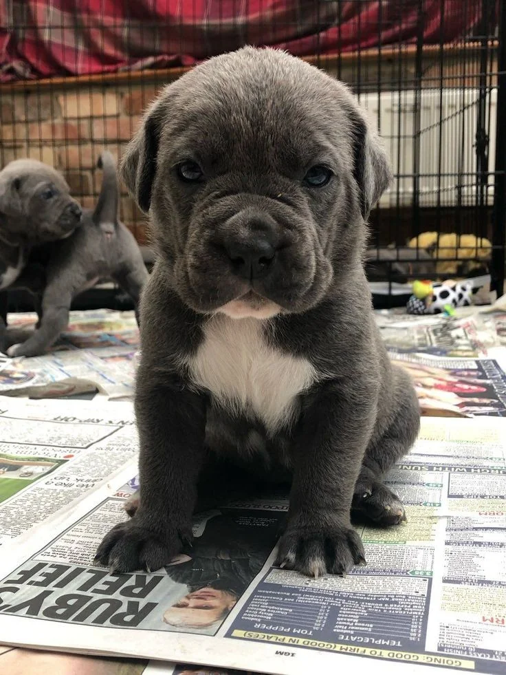 mastiff cane corso mix