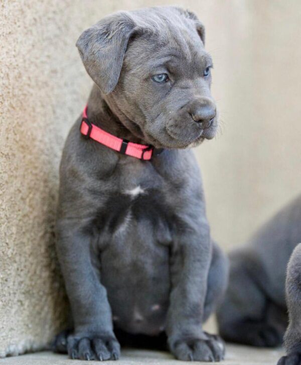 cane corso puppies for sale seattle