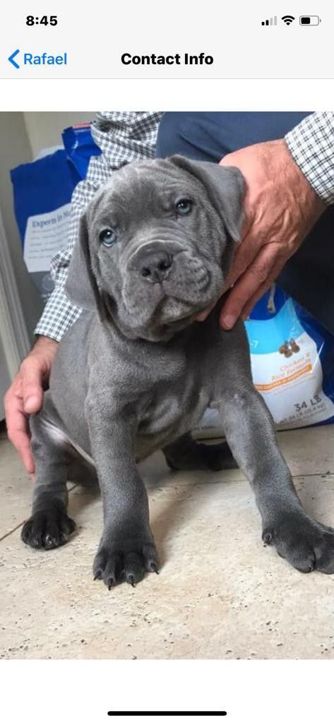 how much is a cane corso puppy