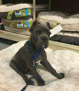 cane corso mix puppies for sale near me
