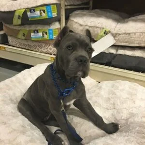 cane corso mix puppies for sale near me