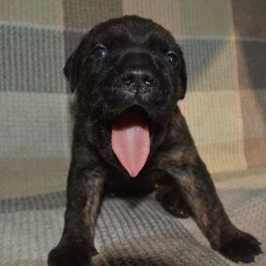 cane corso puppies for sale in nj