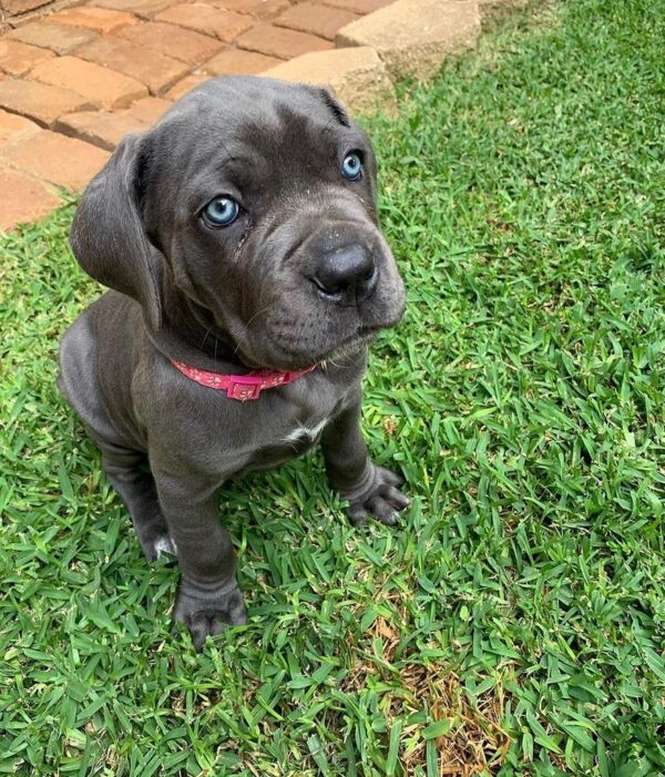 cane corso for sale puppies