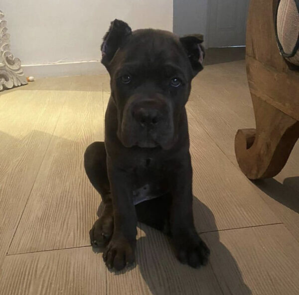 cane corso puppies for sale
