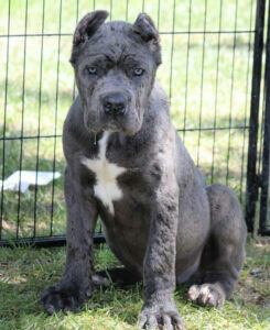 cane corso puppies for sale under $500