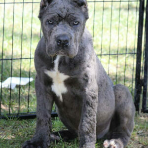 cane corso puppies for sale under $500