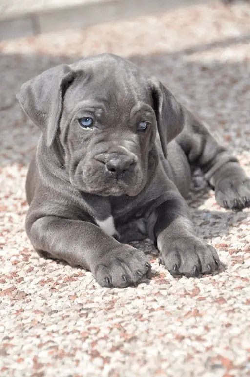 how much is a cane corso