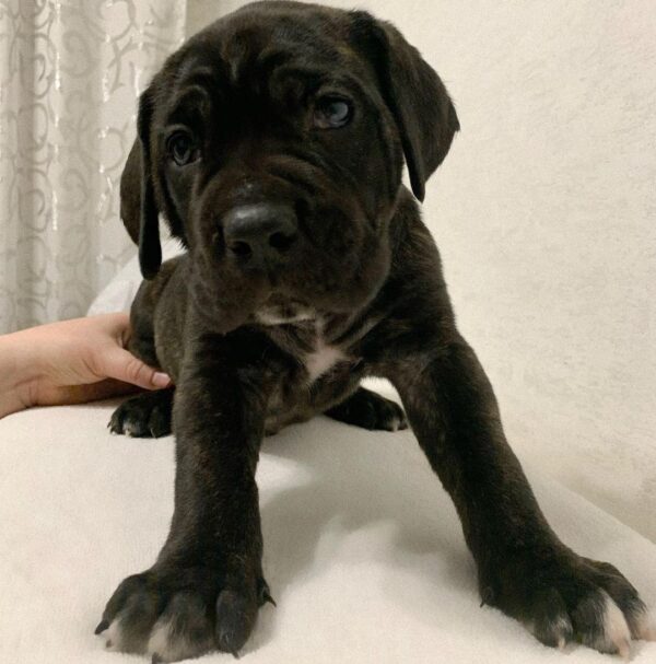 cane corso puppies for sale chicago