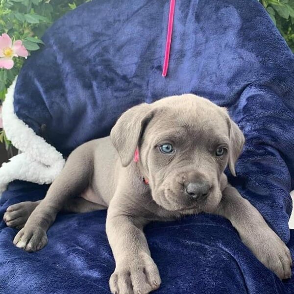 cane corso puppies for sale in florida