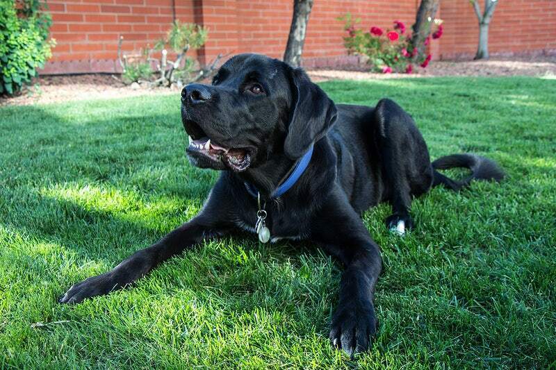 All About Cane Corso Dog Breed