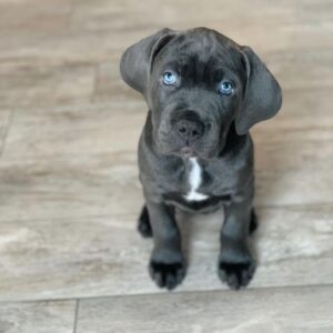 cane corso puppies for sale nc