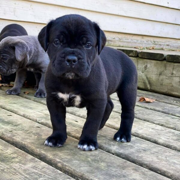 blue cane corso puppies for sale
