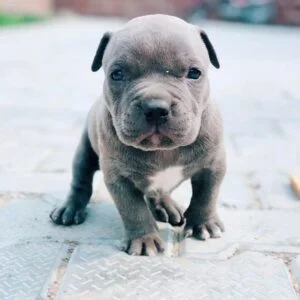 blue cane corso puppies